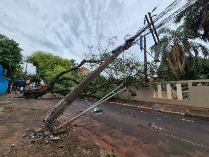 Aulas s&atilde;o suspensas ap&oacute;s queda de &aacute;rvore e poste em frente &agrave; escola