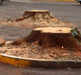 Com &aacute;rea verde em queda, Campo Grande corre contra o calor e os alagamentos