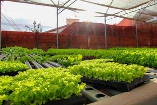 Valmir trocou a farda pela horta e hoje colhe 50 mil pés de hortaliças Valmir trocou a farda pela horta e hoje colhe 50 mil pés de hortaliças