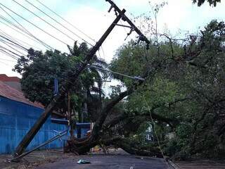 Temporal causa queda de &aacute;rvore e poste em frente a escola municipal 