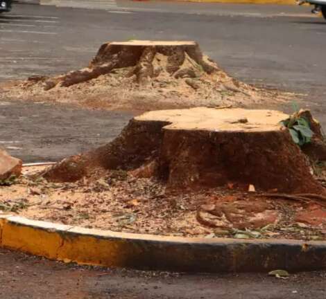 Com área verde em queda, Campo Grande corre contra o calor e os alagamentos