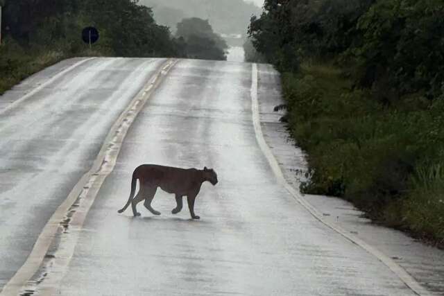 &quot;Sonho realizado&quot;, diz contador que avistou on&ccedil;a atravessando rodovia em MS