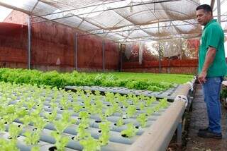 Valmir trocou a farda pela horta e hoje colhe 50 mil pés de hortaliças Valmir trocou a farda pela horta e hoje colhe 50 mil pés de hortaliças