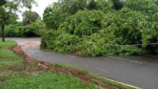 Chuva de 94 mm com ventos de 45 km/h derrubou &aacute;rvores e destruiu asfalto