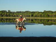 Plataforma que monitora pecuária sustentável se expande no Pantanal