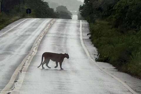 &quot;Sonho realizado&quot;, diz contador que avistou on&ccedil;a atravessando rodovia em MS