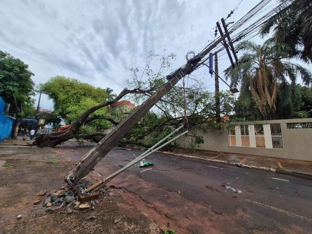 Aulas s&atilde;o suspensas ap&oacute;s queda de &aacute;rvore e poste em frente &agrave; escola