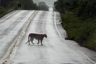 &quot;Sonho realizado&quot;, diz contador que avistou on&ccedil;a atravessando rodovia em MS