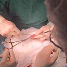 &ldquo;Corpo virou transporte barato e cruel&quot;, diz m&eacute;dico que salva mulas do tr&aacute;fico