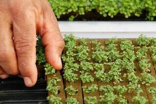 Valmir trocou a farda pela horta e hoje colhe 50 mil pés de hortaliças Valmir trocou a farda pela horta e hoje colhe 50 mil pés de hortaliças