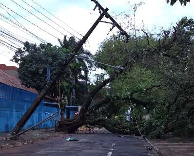 Temporal causa queda de &aacute;rvore e poste em frente a escola municipal 