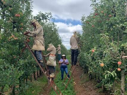 Projeto regulariza 40 mil ind&iacute;genas de MS que atuam na colheita da ma&ccedil;&atilde;