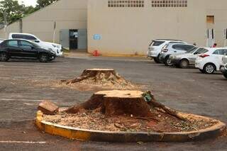 Com &aacute;rea verde em queda, Campo Grande corre contra o calor e os alagamentos