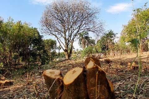 Via Verde, novas regras e plano revisado prometem mudar arboriza&ccedil;&atilde;o da Capital