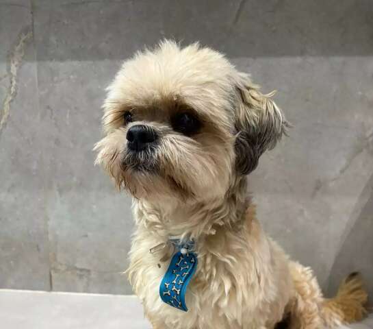 Shih-tzu com medo de trov&otilde;es &eacute; encontrado durante temporal e procura pelo tutor