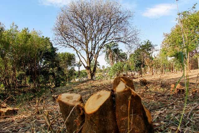 Via Verde, novas regras e plano revisado prometem mudar arboriza&ccedil;&atilde;o da Capital