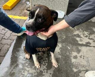 Cachorro se abriga em loja durante chuva e empresária procura tutores Cachorro se abriga em loja durante chuva e empresária procura tutores