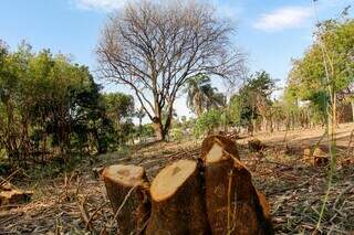 Via Verde, novas regras e plano revisado prometem mudar arborização da Capital Via Verde, novas regras e plano revisado prometem mudar arborização da Capital