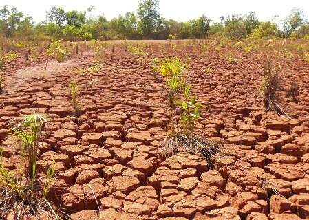 Bioinsumo amplia recupera&ccedil;&atilde;o de &aacute;reas degradadas e pode fortalecer restaura&ccedil;&atilde;o