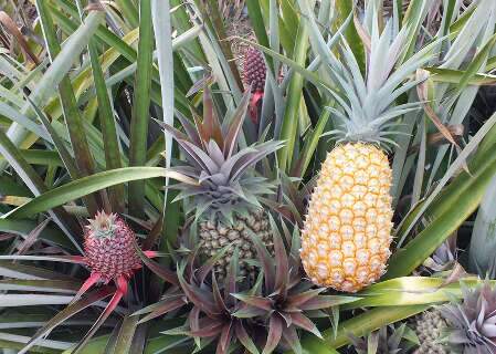 Novas variedades de abacaxi resistentes &agrave; fusariose chegam ao produtor