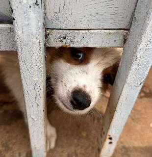 Mulher &eacute; presa ap&oacute;s pol&iacute;cia encontrar c&atilde;es mortos e feridos sem &aacute;gua e comida