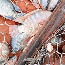 Peixes amanhecem mortos ap&oacute;s transbordamento do Rio Anhandu&iacute; 