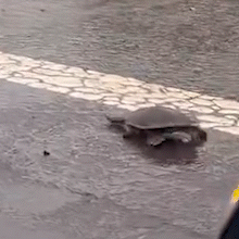 Ap&oacute;s caos provocado por temporal, c&aacute;gado &eacute; visto atravessando a Av. Rachid Neder