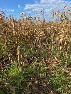 Javalis mudam rotina em fazendas, provocam perdas na safra e danos ambientais Javalis mudam rotina em fazendas, provocam perdas na safra e danos ambientais