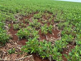 Javalis mudam rotina em fazendas, provocam perdas na safra e danos ambientais Javalis mudam rotina em fazendas, provocam perdas na safra e danos ambientais