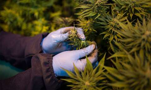 Chamamento cient&iacute;fico vai mapear pesquisas sobre cannabis para fins terap&ecirc;uticos