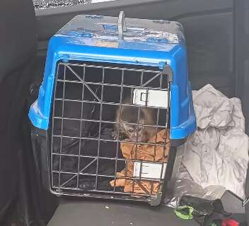 PMA apreende cobra, aranha, lagarto e macaco que seriam traficados para MG e RJ