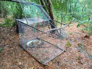 PMA apreende cobra, aranha, lagarto e macaco que seriam traficados para MG e RJ