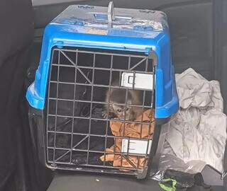 PMA apreende cobra, aranha, lagarto e macaco que seriam traficados para MG e RJ