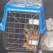 PMA apreende cobra, aranha, lagarto e macaco que seriam traficados para MG e RJ