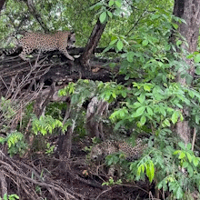 Tr&ecirc;s on&ccedil;as-pintadas dividem mesmo ambiente em raro registro no Pantanal