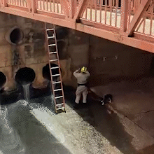 Cadela idosa &eacute; resgatada por bombeiros ap&oacute;s cair no Rio Anhandu&iacute;