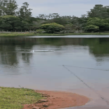 Carro &eacute; retirado de lagoa em Campo Grande ap&oacute;s motorista desviar de animal