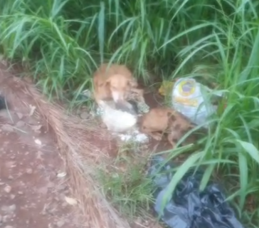 Corretor pede ajuda para resgatar cachorros abandonados 