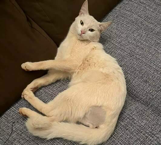 Gatinho se esconde na roda do carro e foge perto do Cemitério Santo Antônio