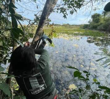 Projeto que monitora o Pantanal &eacute; financiado pelo 3&ordm; homem mais rico do mundo