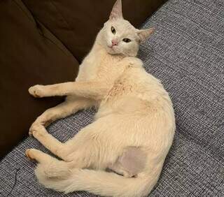 Gatinho se esconde na roda do carro e foge perto do Cemitério Santo Antônio Gatinho se esconde na roda do carro e foge perto do Cemitério Santo Antônio