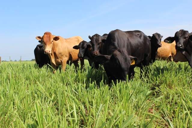 Carne &ldquo;baixo carbono&rdquo; e mandioca de alto rendimento s&atilde;o apresentadas na COP 30