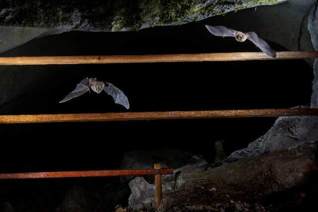 Gruta em MS ter&aacute; &ldquo;port&atilde;o&rdquo; para evitar entrada de humanos e preservar morcegos