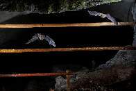 Gruta em MS terá “portão” para evitar entrada de humanos e preservar morcegos