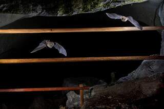 Gruta em MS terá “portão” para evitar entrada de humanos e preservar morcegos Gruta em MS terá “portão” para evitar entrada de humanos e preservar morcegos