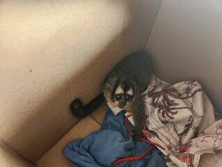 Macaco-da-noite é resgatado após subir em poste e levar choque elétrico Macaco-da-noite é resgatado após subir em poste e levar choque elétrico