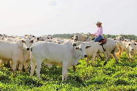 Agronegócio de MS deve alcançar R$ 76,3 bilhões em 2025 com alta de 23%