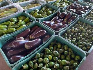 Nesta semana, berinjela e jiló são os itens com maior redução de preço na Ceasa Nesta semana, berinjela e jiló são os itens com maior redução de preço na Ceasa