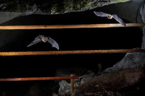 Gruta em MS ter&aacute; &ldquo;port&atilde;o&rdquo; para evitar entrada de humanos e preservar morcegos