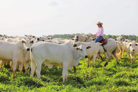 Agroneg&oacute;cio de MS deve alcan&ccedil;ar R$ 76,3 bilh&otilde;es em 2025 com alta de 23%